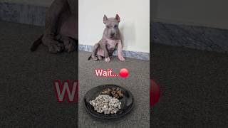 Wait For It... 🥺 American Bully Food Discipline 🐕 #americanbully ##dog #shorts