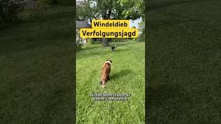 Windeldieb Holly! #puppy #hund #bordercollie #dogshorts #doglife #funny #tierliebe #verfolgungsjagd