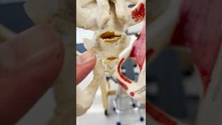 Why You Have a Tailbone
