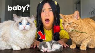 My Cats Fell in Love! Now They Want A Baby?!