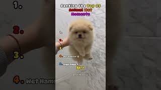 Funny Animals Getting Soaked Compilation