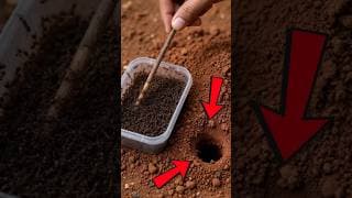 This Trick Forces Tarantulas Out Every Time #pestcontrol #shorts