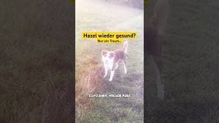 Im Traum kann ich rennen! #bordercollie #hund #dogshorts #musik #dino #diymusic #kinderlied #song