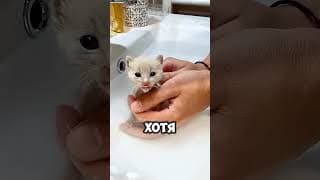 Самое неожиданное пополнение в семье 🐾😳 Ты не поверишь, как они добры!  #short