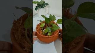 Creative Plant Decor With Coconut Coir 🌿💚  #shortsfeed #plantdecor #homegardening #fyp