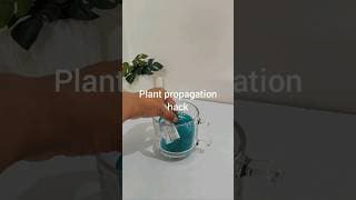 Plant Propagation Hack 🌿💚  #shorts #ytshorts #propagation #indoorplants #njoypothos #gardeningideas