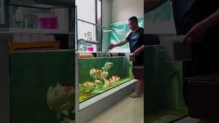 Still a Little Shy 🐟✨ Koi Feeding Time!#KoiFish #KoiPond #KoiFeeding #LuckyKoi #FishKeeping