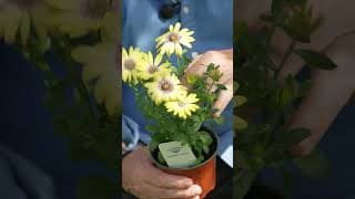 The Easy Summer Flower with a Wildlife Bonus
