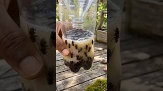 Stop flies in their tracks with this DIY trap! 🪰 #DIYHack #FlyTrap #LifeHacks