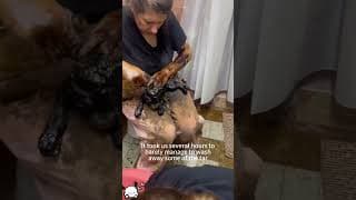 The little guys trapped in the tar have finally been rescued.#animal_rescue#dog_rescue#puppy#dog