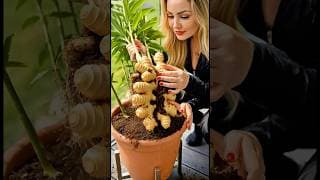 DIY Make Your Own Ginger Garden in Pots at Home Today