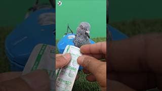 মাএ ১ টাকা কবুতরের ক্যালসিয়াম #pigeon #caltate