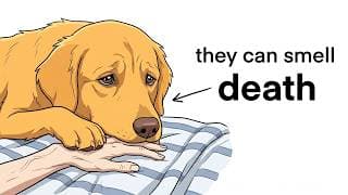Can Dogs Smell Death Before It Happens? (Science Explains)