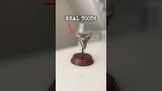 I Bought a Tooth From the Biggest Shark That Ever Lived - A DEEP DIVE INTO THE MEGALODON - EP 1