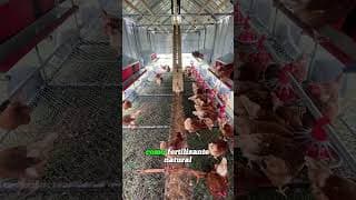 These Chickens Do More Than Lay Eggs！ #foryou #shorts