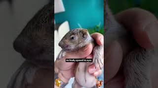 I brought home a squirrel, but it was a cat that raised it#foryoupage#fyp#squirrell