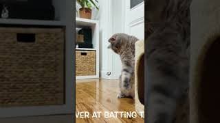 CUTE CAT YUKI PLAYING  WITH DAD