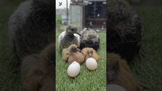 Baby pigeon care tricks #kabootar #shorts