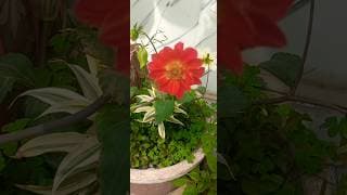 dhelia flowers blooming 😍 💕 💛 #subscribe #garden #shorts