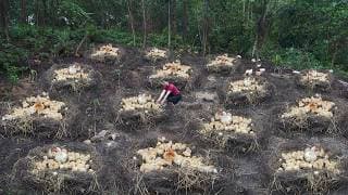 Many Hens Incubate Eggs and Hatch Many Chicks - Build a Metal Coop To Care for Chicks |Lý Phúc Vy