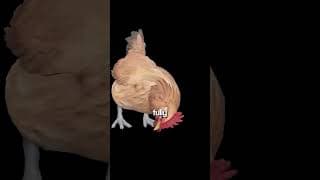 CS2 Is Actually Getting Pets