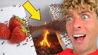 1,000 Ants vs Challenges