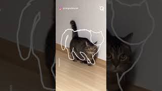 cats being chaotic for 1 minute