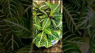 #dothingsyoudontwanttodo #subscribe #plants