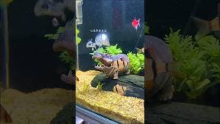 Cute Air-Powered Hippo for Your Aquarium 🦛💦 | Fun Fish Tank Decoration #Aquarium #FishTank #Aquarium