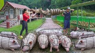 Full Video: 77-Days Selling Many Pigs, Geese, Chicken After 6-Month of Raising, Giant Python