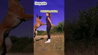 Malinois dog training  #dog #puppy #pets #training #malinois