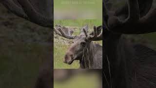 creepy dave moose