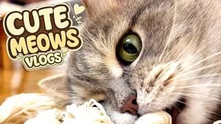 Cute Cat's MEOW Stories 😺 🐈 Play Fun with REAL Kitten's 🐾 Two Fluffy pants adventures #35
