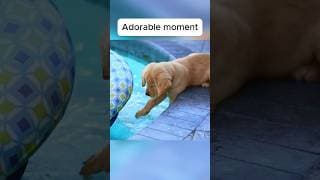 Adorable moment  #dog #puppy #pets #training