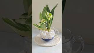 Table Decor With Indoor Plants 🌿💚  #shorts #ytshorts #indoorplants #tabledecor #homegardening #fyp