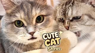 CUTE CATS STORY - Fluffy Adventures 36 😺 🐈 Play Fun with REAL Kitten’s: Kuma and Yuki CATVLOG!