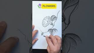 Drawing Flower with Pencil