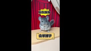 Two-month-old baby alpaca, the gray sister, this one can hold a sign! #CutePet #Alpaca #AlpacaBaby