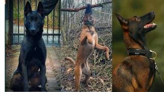 🐕 Ultimate Belgian Malinois Training Compilation | Best Malinois Obedience & Protection Exercises
