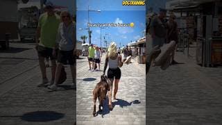 ❌Walking the dog💯❤🐕#malinois #becgie#germanshepherd #doglove #pets #dog #dogtraining #k9#shorts