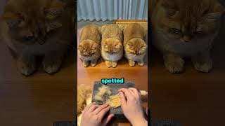 These cats were absolutely obsessed with their own