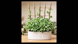 beautiful indoor gardening # #subscribe #plants #shorts