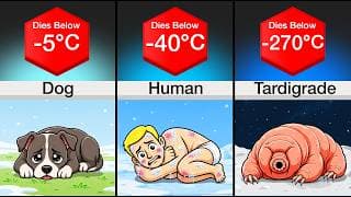 Comparison: Animal Cold Resistance
