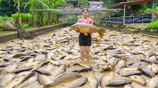 Drain The Fish Pond to Catch Lots Of Fish To Sell For The Man Driving Tractor | Ly Phuc Vy