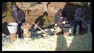 Chopping 12 000 onions: Time-lapse