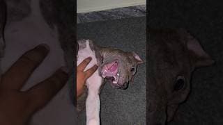 He Threatens Me Like This For Belly Rubs! 🤣 American Bully 🐕 #americanbully #shorts