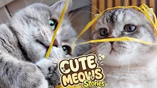 CUTE CAT'S STORIES 😺 🐈 Funny Playlist with REAL Kitten's  and Dad!