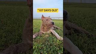 107 Days Old Puppy 🐶 American Bully Muscle Walk! 🐕💪 #americanbully #shorts