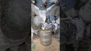 The pigeon is eating food. #shorts #viral