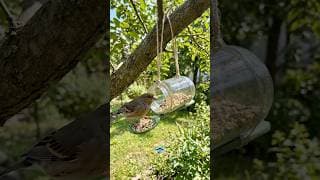 DIY Bird Feeder From a Jam Jar and Spoon